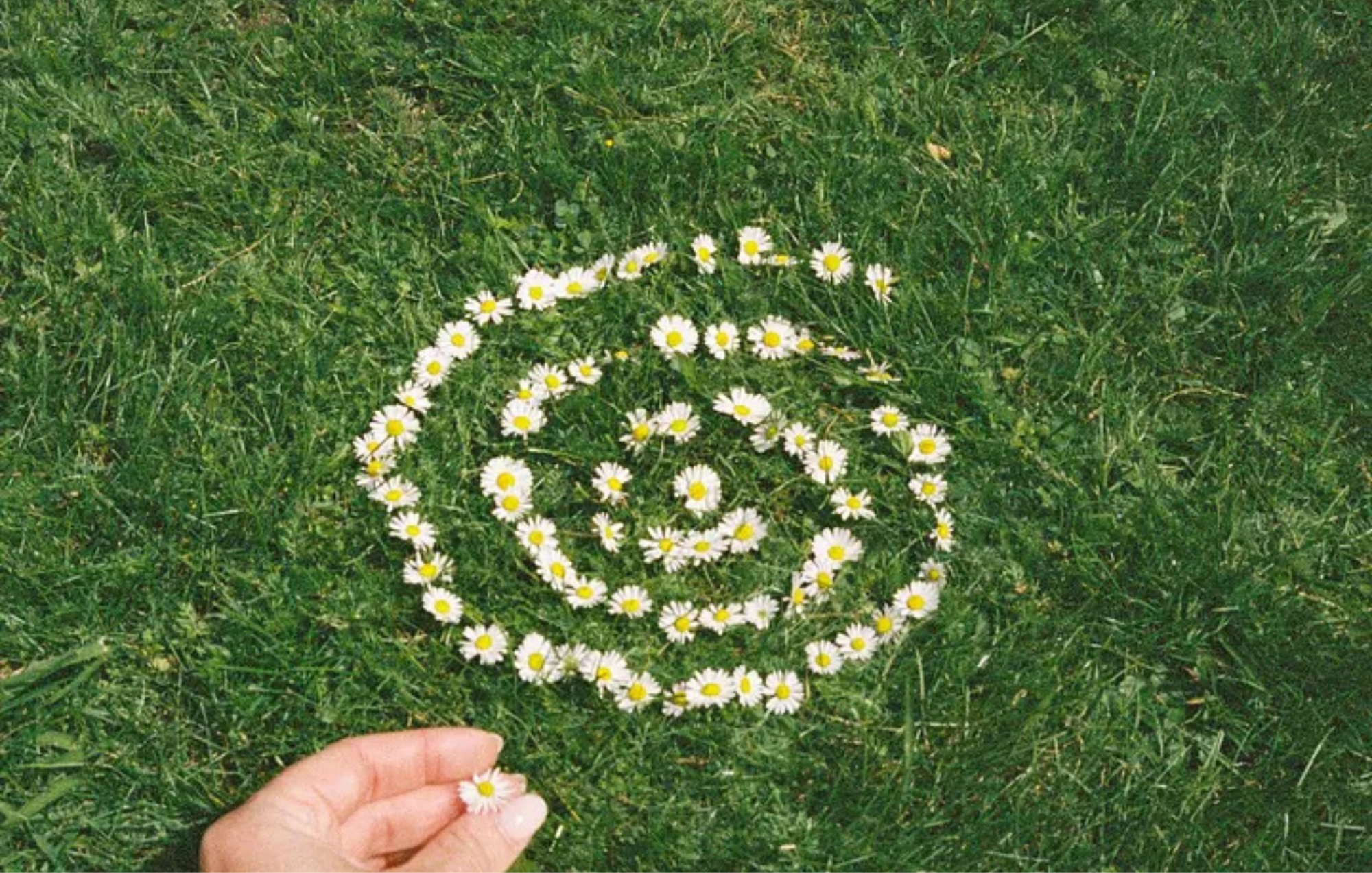 Playful 35mm film photograph of daisies arranged into a swirl in the grass.
