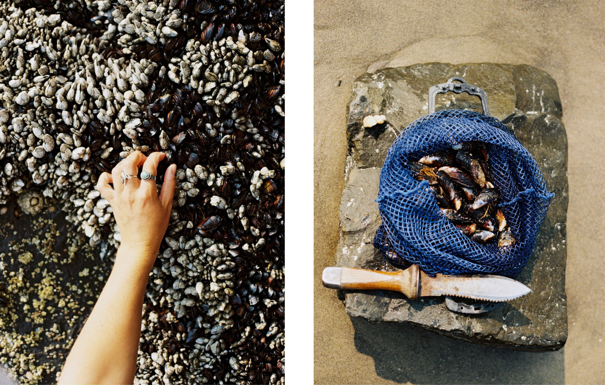 35mm film photography documenting mussel foraging on the Oregon coast for Foodie Snitch.